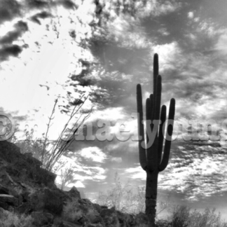 A Lone Saguaro Cactus in Tucson
