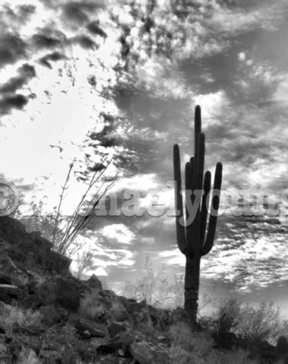 A Lone Saguaro Cactus in Tucson