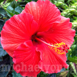 A Perfect Hibiscus Grew in Chicago!