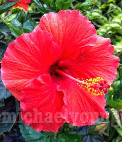 A Perfect Hibiscus Grew in Chicago!